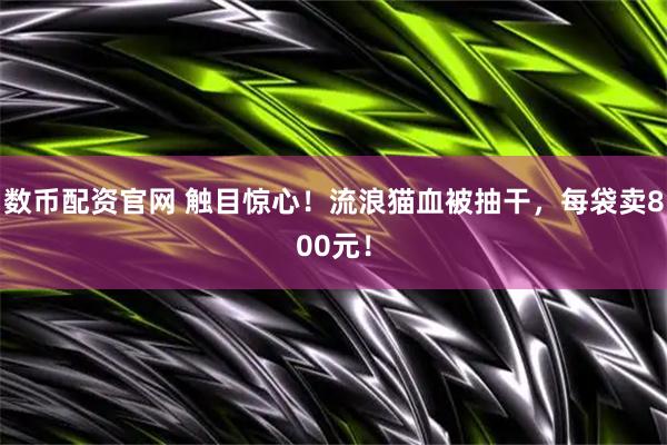 数币配资官网 触目惊心！流浪猫血被抽干，每袋卖800元！