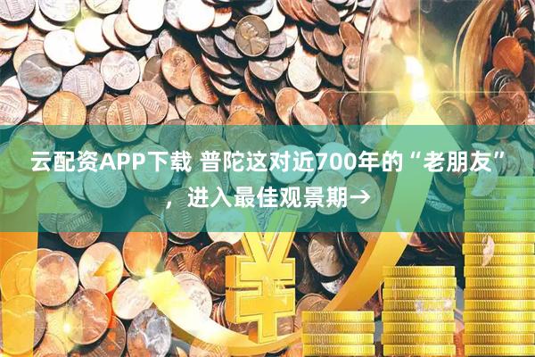 云配资APP下载 普陀这对近700年的“老朋友”，进入最佳观景期→