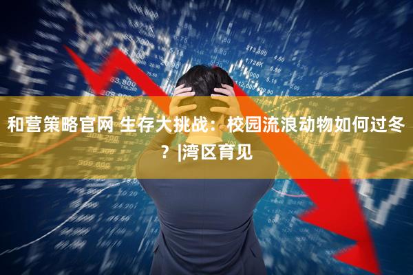 和营策略官网 生存大挑战：校园流浪动物如何过冬？|湾区育见